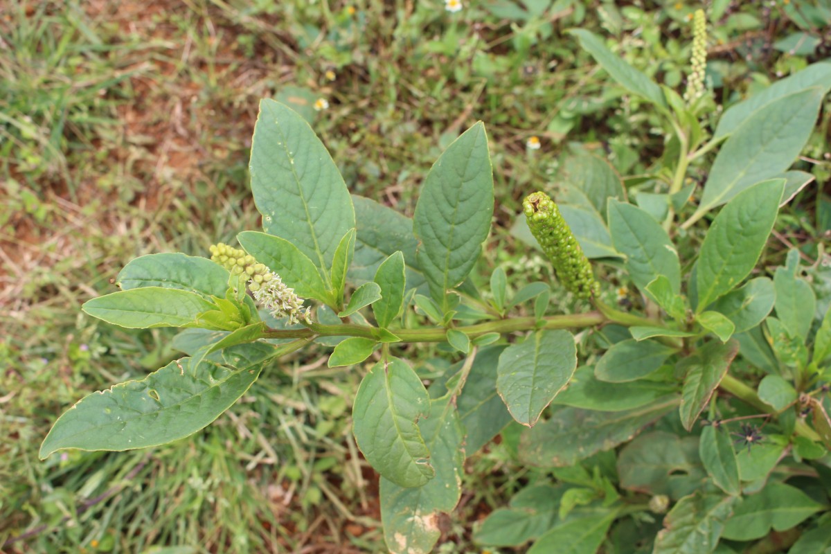 Phytolacca octandra L.